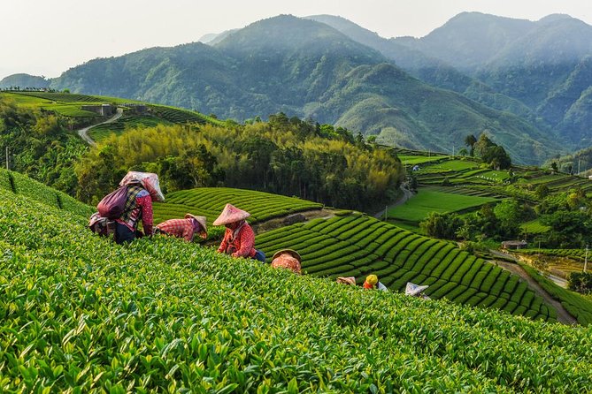 Sip & Savor: Maokong Tea & Shenkeng Stinky Tofu Private Day Tour - Key Things That Make This Tour Work