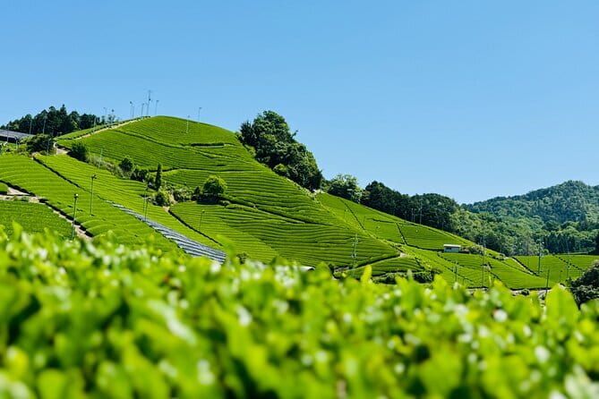 Slow Cycling Tour at Uji's Matcha Green Tea Fields and Heritage - Stop 3: Ujigami Shrine and Kirihara Water