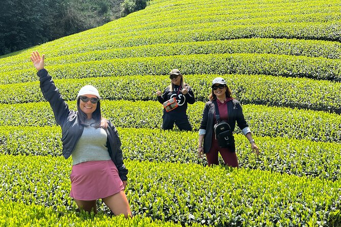 Small Group Japanese Green Tea Tasting in Shizuoka - Key highlights you will feel right away