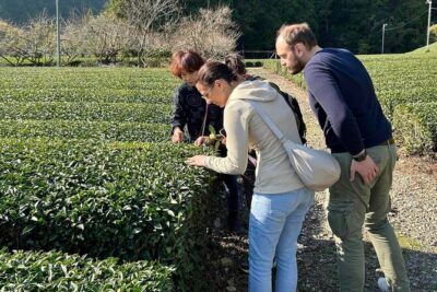 Small Group Japanese Green Tea Tasting in Shizuoka - Your Guide and Hosts Make the Difference (Atsuko and Miyuki Stand Out)