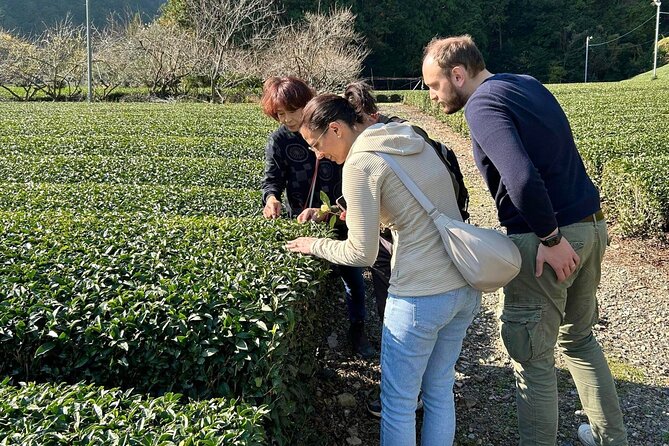 Small Group Japanese Green Tea Tasting in Shizuoka - Your Guide and Hosts Make the Difference (Atsuko and Miyuki Stand Out)