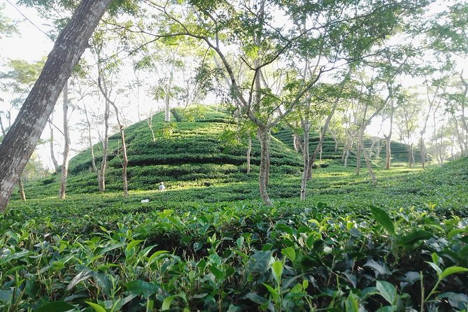 Srimangal nature tour in forest and tea garden - Key things to know before you go