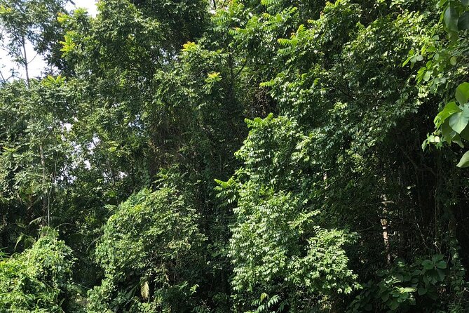 Srimangal nature tour in forest and tea garden - The jungle hike: walking with freedom, not a crowd