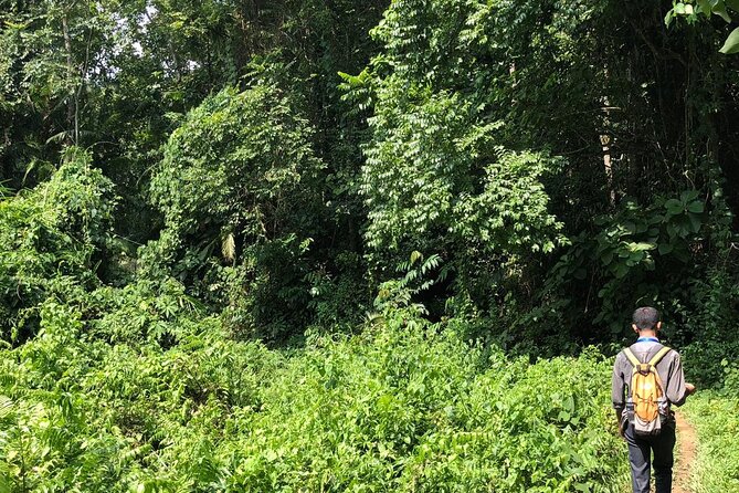 Srimangal nature tour in forest and tea garden - Seven-color tea: what to expect and how to enjoy it