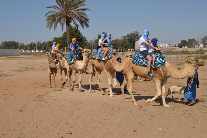 Sunset camel ride in Agadir with transport, tea and cakes. - Key Highlights I’d Prioritize