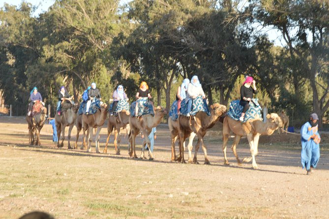 Sunset camel ride in Agadir with transport, tea and cakes. - Meeting Your Camel: Briefing, Safety, And The Real Feel Of The Saddle