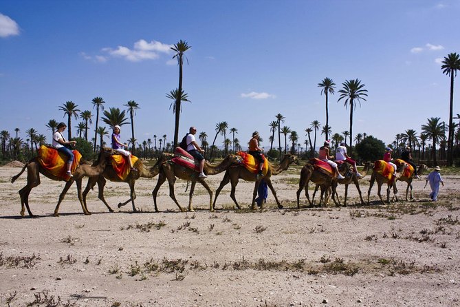 Sunset Camel Ride with tea break in the Palm Grove of Marrakech - The Marrakech Palmeraie at 6:00 pm Feels Like a Different City
