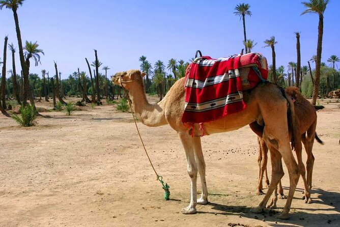 Sunset Camel Ride with tea break in the Palm Grove of Marrakech - Camel Riding Through the Palmeraie: Comfort Tips That Matter