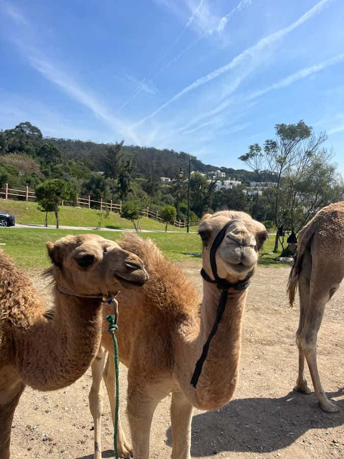 Tangier: Sunset, Tea, Sweets, Camel Ride, and Hercules Caves - What the guide adds (and why it shows up in reviews)