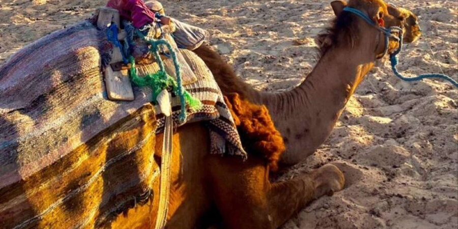 Tangier: Sunset tour with tea, camel ride & Cap Spartel - Price and Value: Is $52 Actually a Good Deal?