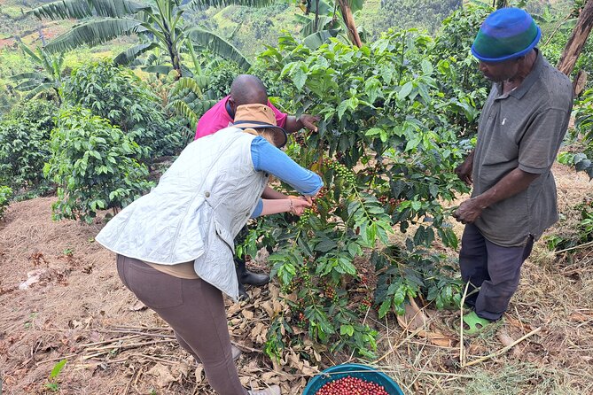 Tea and coffee tours - Tea And Coffee On Lake Kivu’s Doorstep
