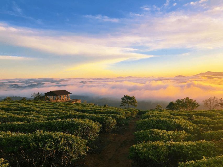 Tea & Coffee Tour - Arabica coffee plantations at Cau Dat: from picking to milling