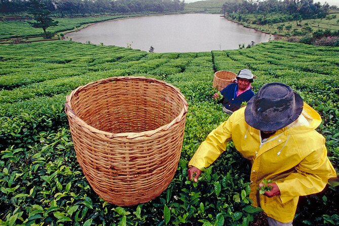 Tea Experience in the Exotic South of Mauritius Private tour. - Quick hits on this private tea tour