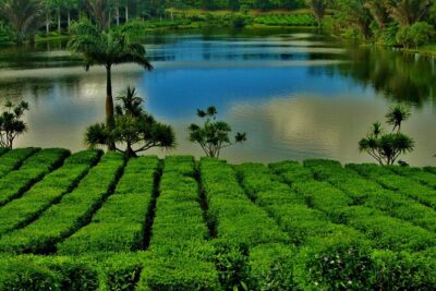 Tea Experience in the Exotic South of Mauritius Private tour. - Grand Bassin (Ganga Talao): sacred lake, temples, and that “pray-and-pause” feeling