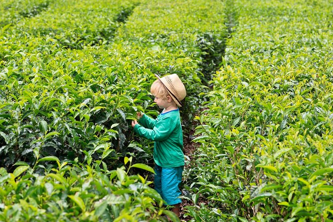 Tea Experience in the Exotic South of Mauritius Private tour. - Lunch in Mauritius: included, planned, and flexible