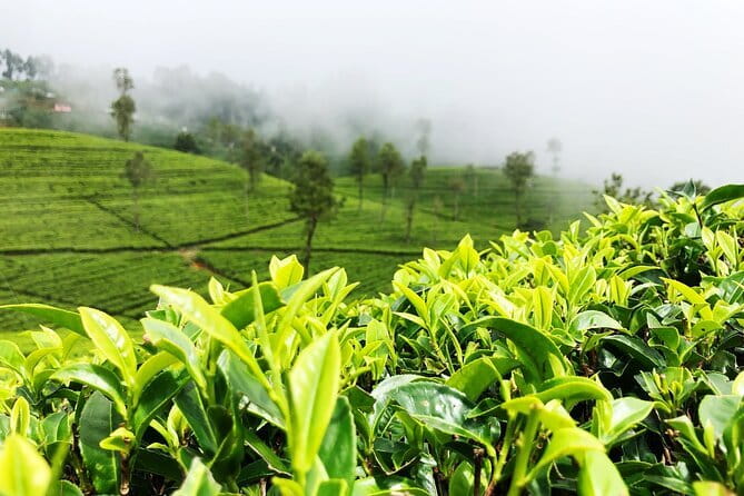 Tea Experience Tour in Haputale with Lunch at a Village house - Tea-plucking on Haputalegama Road: hands-on and surprisingly precise