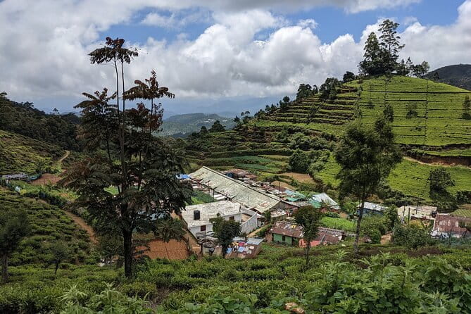 Tea Experience Tour in Haputale with Lunch at a Village house - Tea terraces, tea tasting, and what you actually learn