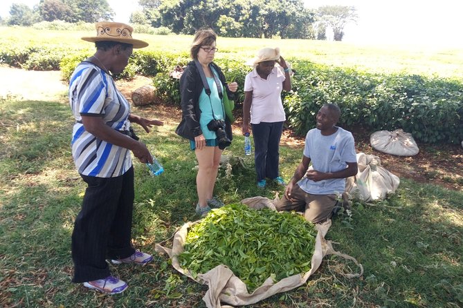 Tea Farm Experience at Riara Tea Farm And Factory Tour - Key points to know before you go