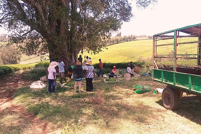 Tea Farm Experience at Riara Tea Farm And Factory Tour - Stop 2 at the factory: see the procedures behind quality