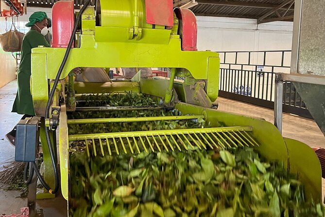 Tea Farm Experience at Riara Tea Farm And Factory Tour - Views of Ngong Hills and Yatta Plateau: the scenery that gives context
