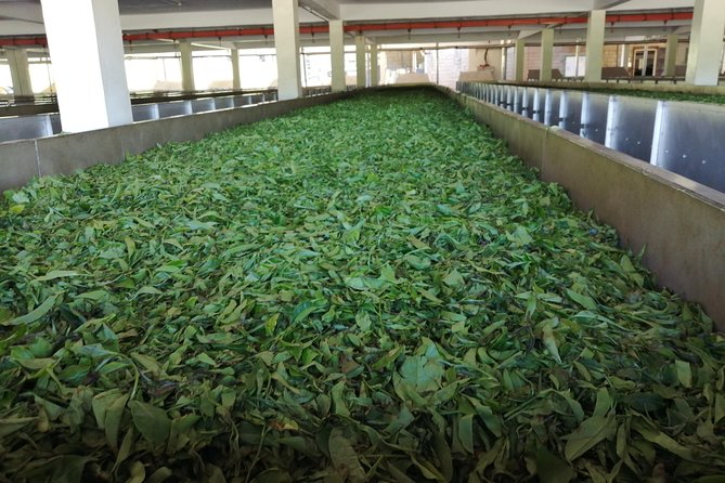 Tea Farm Experience at Riara Tea Farm And Factory Tour - Group discounts, mobile ticket, and the private-group feel