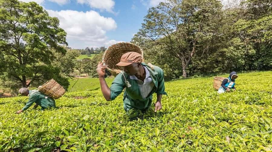 Tea Farm Tour From Nairobi (Kiambethu). - Kiambethu near Limuru: what makes the day feel like a reset