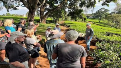Tea Farm Tour From Nairobi (Kiambethu). - Getting to the farm from Nairobi without losing the day