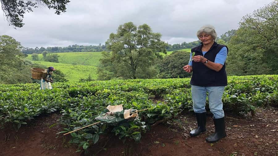 Tea Farm Tour From Nairobi (Kiambethu). - Tea tasting and tea pack shopping
