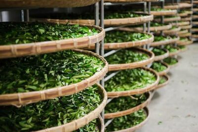 Tea of Taipei: Small-Group Tour with Taipei City Sightseeing - Tea Museum and promotion center: Tieguanyin and Baozhong in plain language