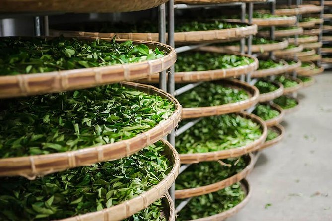 Tea of Taipei: Small-Group Tour with Taipei City Sightseeing - Tea Museum and promotion center: Tieguanyin and Baozhong in plain language