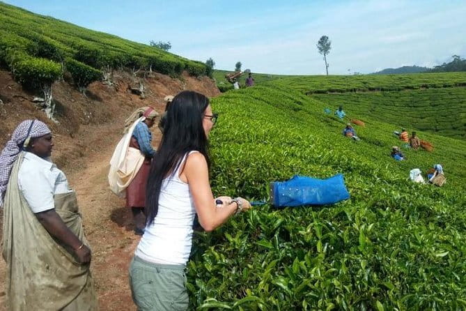 Tea planation walking In Munnar- (by Munnar Info) - Key Highlights You’ll Care About