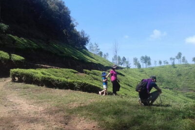 Tea planation walking In Munnar- (by Munnar Info) - From Moolakadai to Lakshmi Tea Estate: The Walk’s Main Shape