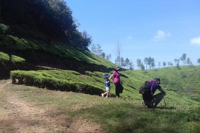 Tea planation walking In Munnar- (by Munnar Info) - From Moolakadai to Lakshmi Tea Estate: The Walk’s Main Shape