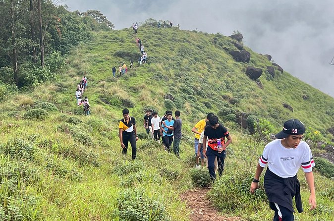 Tea Plantation, Grass Land and Mountain Hiking in Munnar - Grasslands on Lakshmi/Laxmi hills: plants, open sky, and possible bison