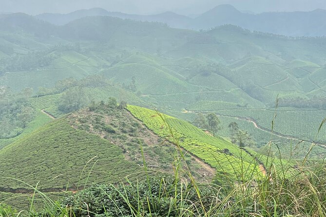 Tea Plantation, Grass Land and Mountain Hiking in Munnar - The descent back to the start: how it usually ends