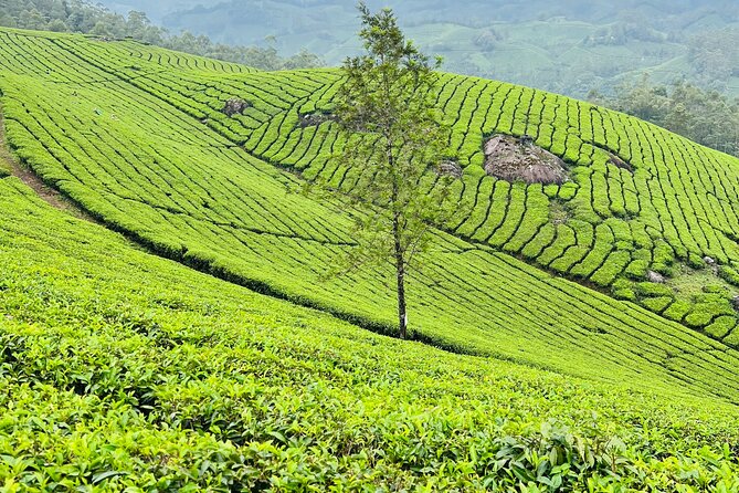 Tea Plantation, Grass Land and Mountain Hiking in Munnar - Price and value: is $15.20 a fair deal for 4 hours in Munnar?
