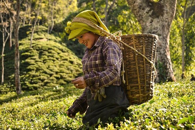 Tea Pluckers' Day - Key highlights before you go