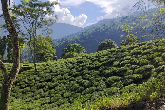 Tea Pluckers' Day - Small notes that can change your day