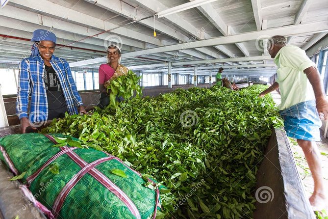 Tea Plucking and Tea Factory Visit from Nuwara Eliya. - The Nuwara Eliya Half-Day Tea Plan: Why It Works