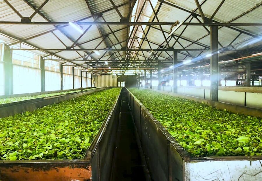 Tea Plucking and Tea Factory: Visit from Nuwara Eliya - Should you book this tour?