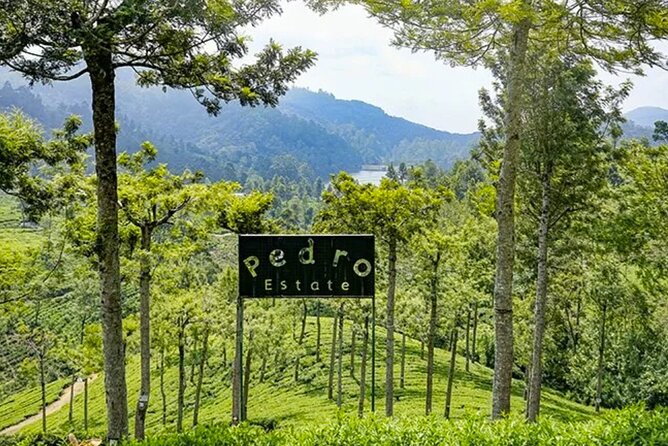 Tea Plucking and Tea Factory Visit from Nuwara Eliya. - Who This Tour Suits Best (and Who Might Be Disappointed)