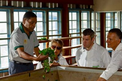 Tea Plucking and Tea Factory: Visit from Nuwara Eliya - Getting from Nuwara Eliya to the tea estates and factory