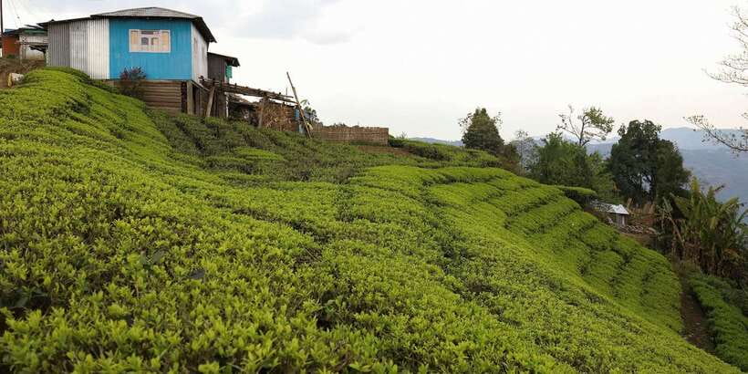 Tea Plucking and Tea Factory: Visit from Nuwara Eliya - Pedro Tea Factory: withering to sorting, step by step
