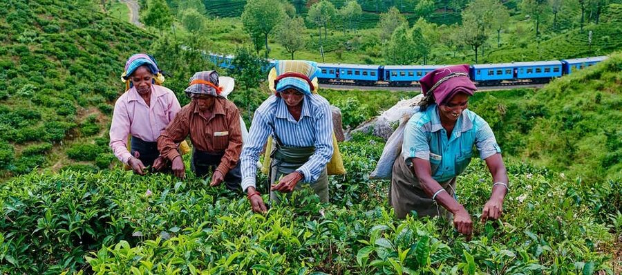 Tea Plucking and Tea Factory: Visit from Nuwara Eliya - Tea tasting: comparing fresh brews like a pro (without pretending)