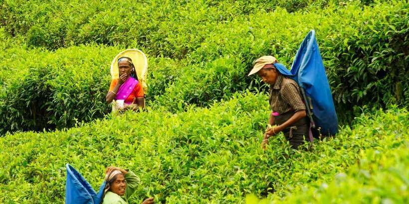 Tea Plucking and Tea Factory: Visit from Nuwara Eliya - Scenery and photo stops in Sri Lanka’s tea highlands