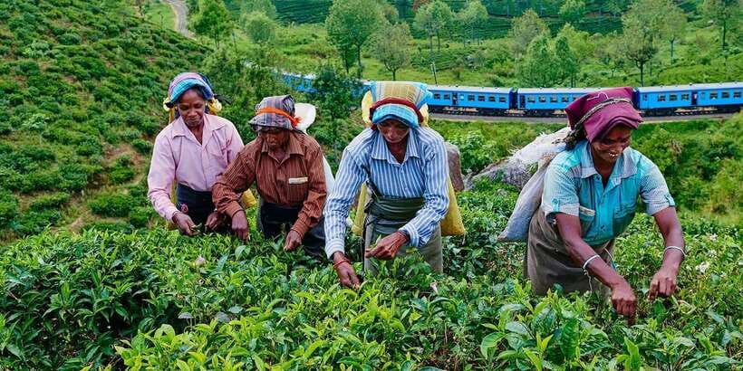 Tea Plucking and Tea Factory: Visit from Nuwara Eliya - Value check: is $53 per person fair for this day?