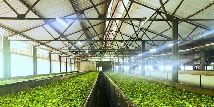 Tea Plucking and Tea Factory: Visit from Nuwara Eliya - Who should book this tea plucking experience