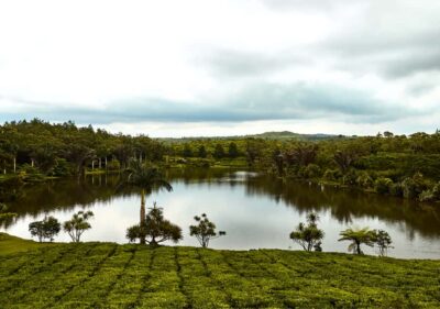 Tea Route: Lake, Forest, Tea Plantation & 3 Course Lunch - Trou aux Cerfs Volcano: Quick Views, Big Geology