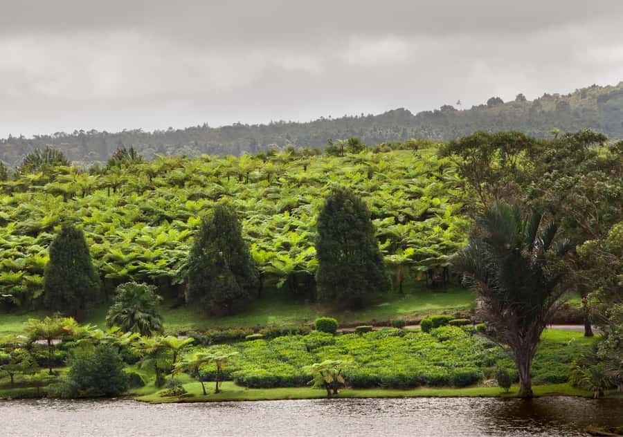 Tea Route: Lake, Forest, Tea Plantation & 3 Course Lunch - Mare aux Vacoas Reservoir + Sofie Nature Walk: Quiet Time That’s Worth It