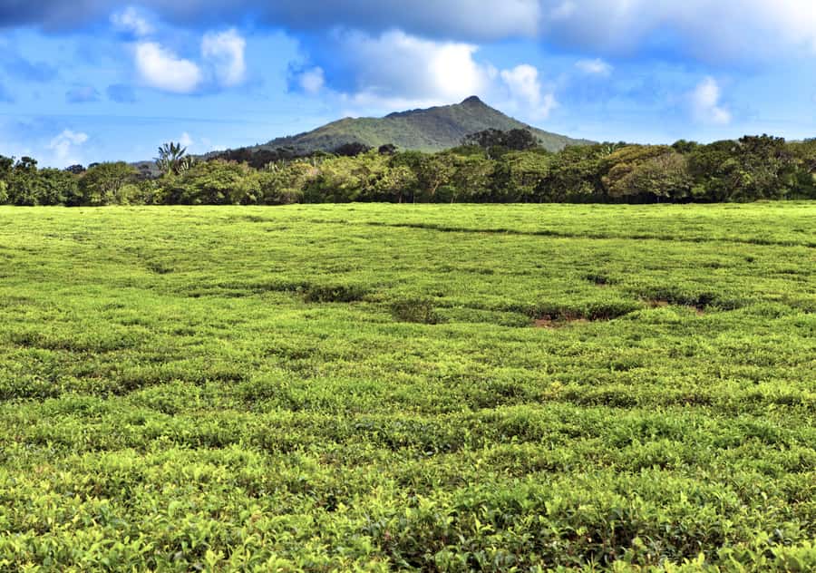 Tea Route: Lake, Forest, Tea Plantation & 3 Course Lunch - Bois Cheri Tea Country: Factory Visit, Tea Tasting, and the Lunch That Makes It Pay
